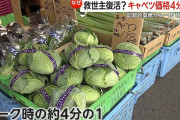 【朗報】高騰していたキャベツ、一転して豊作に　価格も急落
