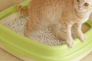 【泥】隣のセコママに使用済み猫砂入りスポ－ツバッグ盗られた…鍵かけてたのに何で？？