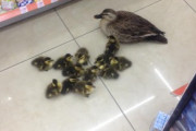【画像】LAWSONにカルガモの親子いて草ｗｗｗ