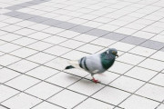 嫁「伝書鳩は迷ったときどうやって目的地に行くんだろう？人に聞いたり地図見たりできないよね？」