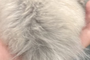 ワイのハム、お尻の毛がめちゃくちゃ長い