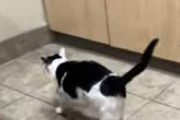 うちのネコが台所にやってきた。カウンターを見上げる → こうなる…
