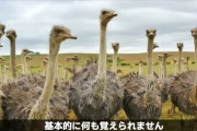 【画像】 ダチョウさん、バチクソにアホだったｗｗｗｗｗｗｗｗｗｗｗｗ