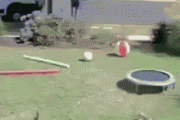 今日一番笑ったgif