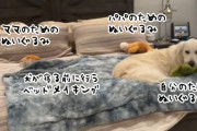 これはママの分、これはパパの分。愛犬が寝る前に行うルーティーンが飼い主の心を溶かす