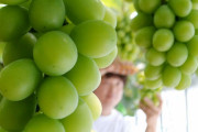 【朝鮮日報】1房150万円…日本の高級ブドウ「ルビーロマン」の苗木が韓国に流出 原産に比べ ふぞろいで色つきが悪く糖度も低い