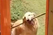 イヌが「長い棒」を持ってきた。でも庭の扉に引っかかる。なせばなるワン！ → 犬はこうした…