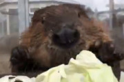 【朗報】ビーバーさん、キャベツを頬張る