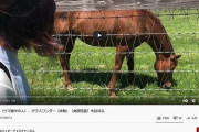 【朝日杯の衝撃から復活の有馬記念】グラスワンダーの現役時代調べてたら、毎回「体調わるい」「デキ最悪」とか言っててクソワロタ