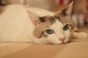 【ねこ画像】大人猫のしっぽを抱きしめて眠る子猫ちゃん…幸せそうな寝顔ですwww