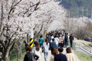 韓国野党議員「日帝残滓の桜を引き抜き、そこにムクゲの木を植える国民キャンペーンをしなければならない」＝韓国の反応