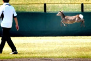 【高校野球】試合中のグランドにシカ2頭が乱入！　試合が中断…　奈良県予選会場のロートスタジアム奈良