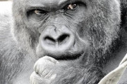 【速報】ゴリラ、コロナ感染