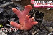 【画像】千葉県でめっちゃ美味そうなキノコが見つかるｗｗｗ