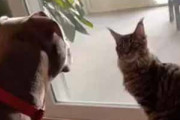 ネコが窓辺に座っていた。犬がちょっかいを出す。猫は怒っちゃう？ → こうなります…