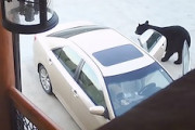 【動画】野生のクマさん、車のドアの開け方を完璧にマスターしてしまう。