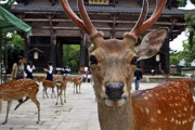 【朗報】奈良公園のシカ、観光客が減ったおかげで健康になるｗｗｗｗｗ