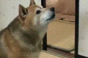 【GIF】やっぱ犬って人類の友だよな
