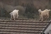 飼い主さんの怒りの声も無視して屋根の上に居座る２頭のヤギさん
