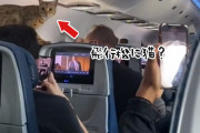 お客様？離陸中はシートベルトを締めてください。飛行機が離陸中に突如現れた猫
