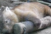 【動物画像】暇だからウォンバットの画像貼っていく