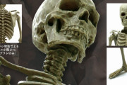 ヒトの全身骨格が1/12サイズ ガチャフィギュアになった！「博物モデリング倶楽部・壱」