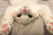 【ねこGIF】大きく両手を広げる男性に駆け寄る猫さん…この後、予想外の展開になりましたwww
