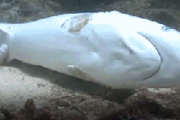 【画像】 フカヒレのために、ヒレだけ取られたサメが可哀相・・・ｗ