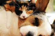 【ねこ画像】犬とぐっすり仲良く眠る猫さん達…立派な抱き枕ですねwww