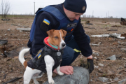 ウクライナで小型犬ジャックラッセルテリアが１日２００個以上も地雷を見つけ大活躍