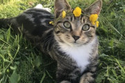 【ねこ画像】イタズラして反省文を首に付けられた猫さん…「解せぬ」というお顔ですwww