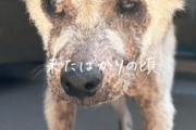外に放置され『存在すら忘れ去られた犬』数ヶ月後の変化に…「涙が出ます」「寂しかったんだな」「幸せになってほしい」