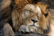外国人「ライオンの世界も人間と同じだなｗｗｗやっぱり妻は怖いよ」