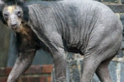 【ハゲ】クマの毛が抜けた結果ｗ