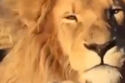ライオンはただの大きな猫。凛々しくて雄大なイメージのライオンの実態。海外の反応