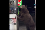 【朗報】コンビニに入店したクマさん、手の消毒を忘れない