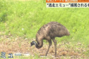【画像】逃亡したエミュー、捕獲され死ぬ