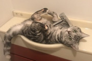 【ねこ画像】おみくじの箱の中に入り込む猫さん…おみくじ1つ、頂けますか？