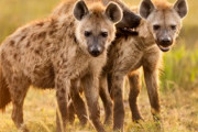 絆の取り合いでハイエナ同士が揉めてて草w
