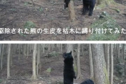 【長野】なぜ捕獲したクマを殺さず放すのか 「学習放獣」の可能性は？ 「クマとの共生」目指すNPO担当者の思い