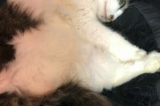【ねこ画像】椅子返して(´・ω・`)、セクシー ほか