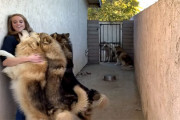 大きくたって甘えん坊。巨大なウルフドッグに会いに行った女性の幸せっぷり
