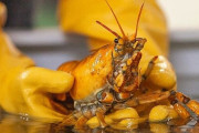 アメリカで超珍しい「黄色いロブスター」が捕獲される→あまりにも安直すぎる命名をされてしまうｗｗｗｗｗ
