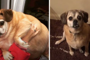 もはや別の犬みたい…約27キロの体重を半分にダイエットしたパグルの姿にびっくり！