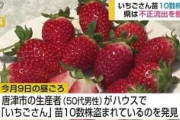 そのうち岡田屋で某国産として売られるわ　～　犯人は殺せ！　佐賀県でイチゴの新品種の苗が盗まれる事件相次ぐ