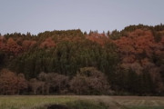 【鳴き声】なんか近くの山に化け物おるんやが…　　