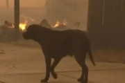 ロサンゼルスを襲った壊滅的山火事に巻き込まれた動物たちの現状