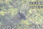 天王寺動物園でチンパンジー脱走