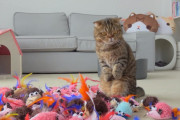 突然投入された100匹のネズミのおもちゃ軍団に、猫はどう立ち向かう？