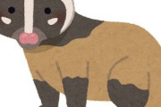 【虫画像あり】生で見たことある珍しい野生動物おる？